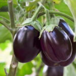 Brinjal