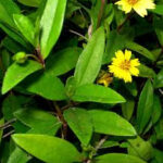 Karisalanganni Keerai