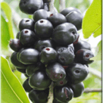 Navalpazham / Jamun Fruit
