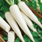 White Radish