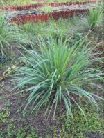 Nandhavan Dried Lemongrass Leaves - Image 2
